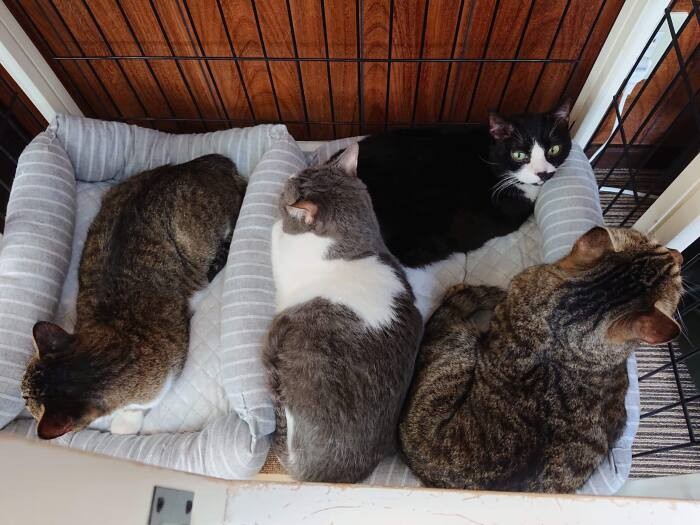 ファミーユは2019年から「老猫シェルター」もスタート。2021年からは殺処分の対象となってしまう白血病陽性猫と威嚇猫の受け入れもしている