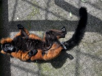 日向ぼっこで「ヘソ天」