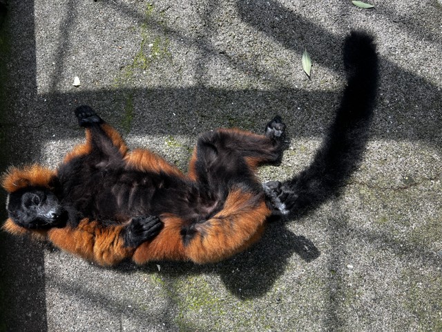 日向ぼっこで「ヘソ天」