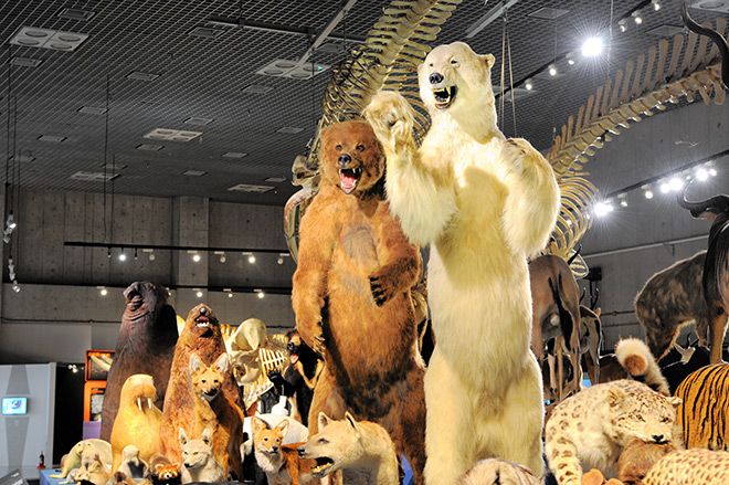 Tourists to pay more as Japanese museums face ultimatum on profits 