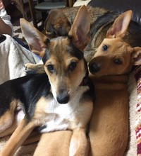 姉妹犬（左=当時フリンちゃん、現うずらちゃん）と一緒に大阪へやってきた