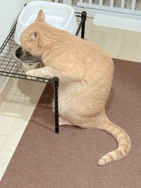 手をついて器用に水分補給（提供：おかかときんぴらさん）