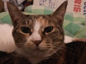 「調子に乗らないで！」７年もなつかなかった家猫　猫仕様の家でとうとう変化が起きた