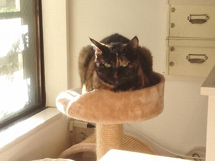 要求しようかと企んでいるような「あんず」