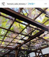 ほまれ酒造のインスタグラム＠homare_sake_breweryより