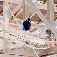 牛舎に現れたカラス（画像提供：もみのきさん）