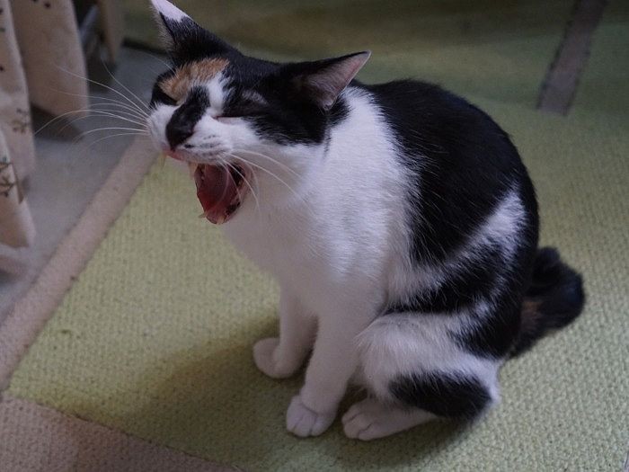 「不思議だ、たくさん寝たのにまだねむい～」