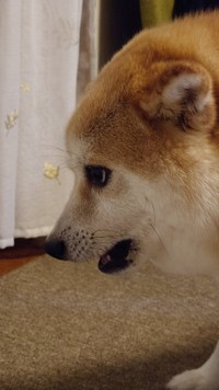 絶妙な表情を見せてくれるししまるちゃん（提供：柴犬ししまるさん）