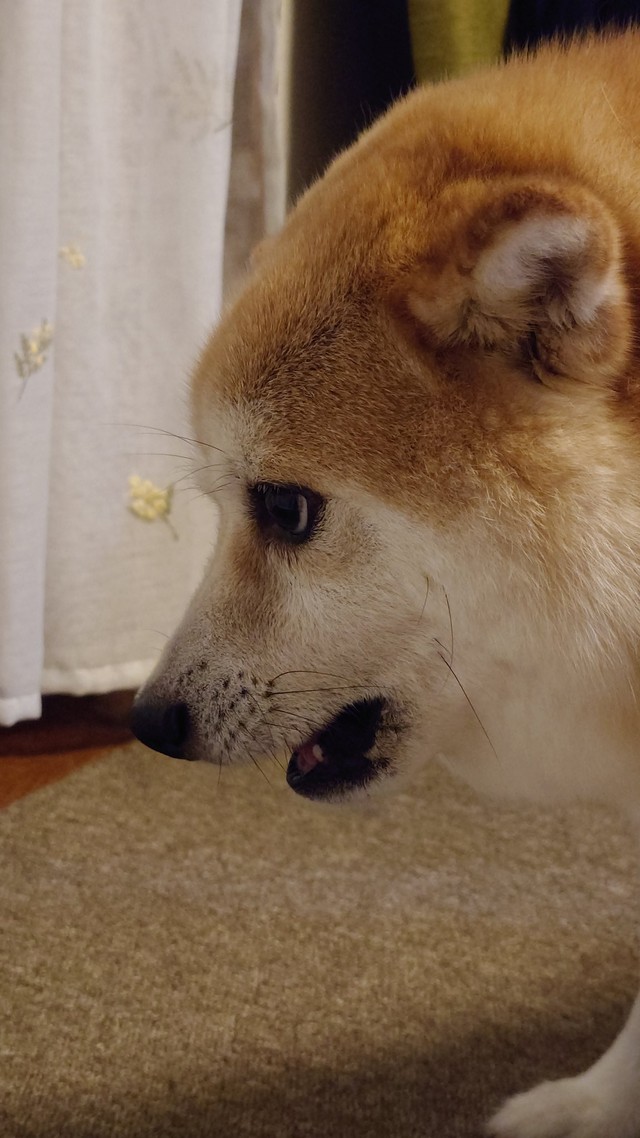 絶妙な表情を見せてくれるししまるちゃん（提供：柴犬ししまるさん）