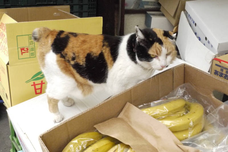 バナナをおすすめする千夏ちゃん