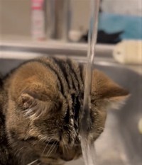 水を少し飲めても再び”滝行”に･･･（飼い主さん提供、Twitterよりキャプチャ撮影）