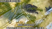 弱っているメダカの個体は食べられてしまう／投稿主さん提供