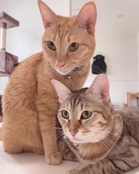 娘さんがメイクしているところをガン見する。左がらんまるちゃん、右がめんまちゃん。