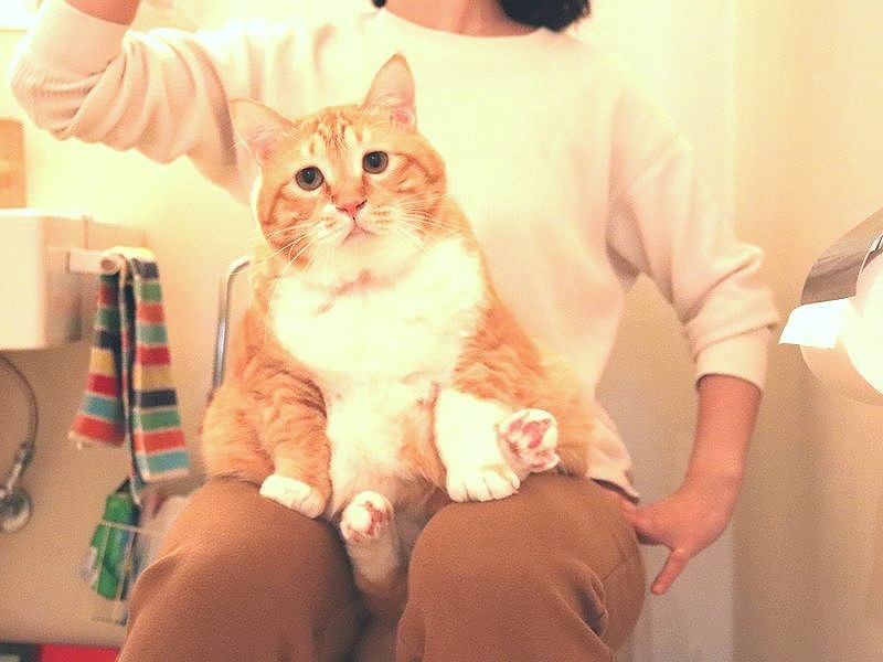 座った場所はイスではなく 猫のぐっぴーが多義語を解説 Sippo シッポ