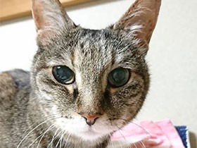 ベランダに置き去りにされた子猫の「きく」　元気に生きて１８歳