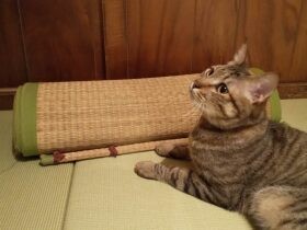愛猫が脱走してしまった！どうする?　13日後に無事保護した飼い主がしたこととは