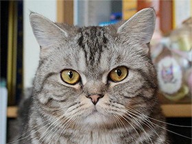 どっしり、大御所ポーズのマンチカン「コウ」