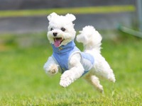 元気に走るほっけくん（画像提供：マルチーズのほっけさん）