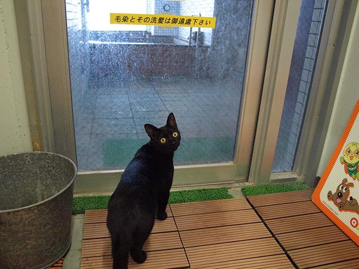 たまには番頭猫らしく。「こちらがお風呂でーす」