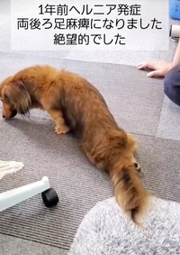 1年前ヘルニア発症。両後ろ足が麻痺になった愛犬（なほさん提供、Instagramよりキャプチャ撮影）