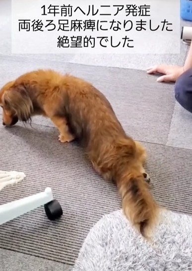 1年前ヘルニア発症。両後ろ足が麻痺になった愛犬（なほさん提供、Instagramよりキャプチャ撮影）