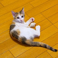 「わあ！」 帰宅したら子猫がーーパパを驚かせたみりんちゃん（画像提供：ユーヤンさん）