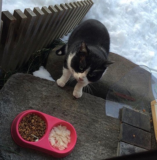 雪の中、坂本さんの実家に餌を食べに。外時代はまったく鳴かない猫だったそう（坂本さん提供）