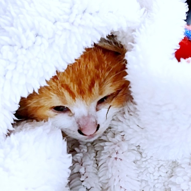 保護当時、タオルに包まれて飼い主さんのおうちへ向かった幸ちゃん（画像提供：幸(ゆき)日和さん）