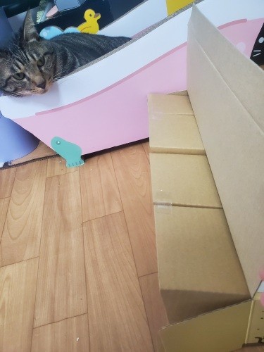 スロープの芯も段ボール。「楽しみだな」。はっぴーも興味津々