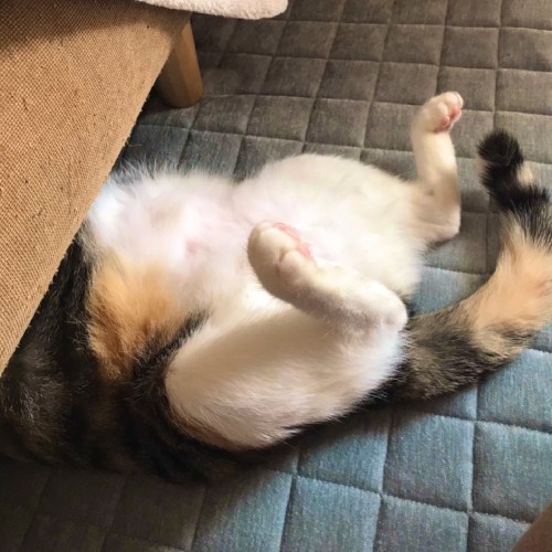 頭隠して尻隠さず