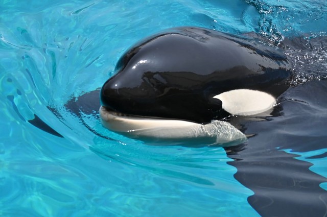 シャチの「アース」（名古屋港水族館の公式サイトから）