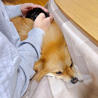 まるでアームレスト！？ ゲーム中、膝上に潜り込んだもんたくん（画像提供：もんたさん）