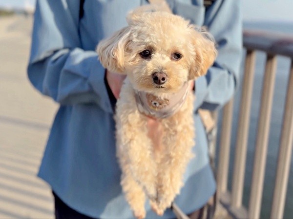 何だか気持ち良さそう！？ 慣れた様子で運搬してもらうこぐまちゃん（画像提供：こぐまとこぐみさん）