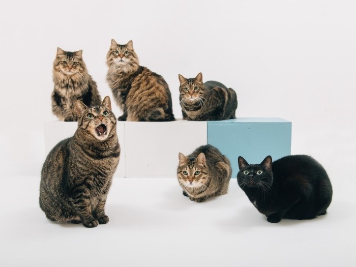 上村家のキジトラチーム（東京で保護）と福島出身の黒猫「のりこ」