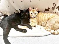 茶トラの兄猫・おぬくんと寄り添ってくつろぐどんちゃん（画像提供：おぬどんさん）