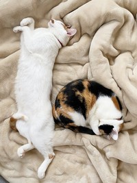 布団の上ですやすや…（左から）ポッケちゃんとニケちゃん（画像提供：ポッケとニケさん）