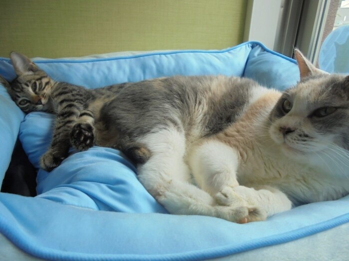 ふうちゃんとまめくん（入間東幸楽園提供）