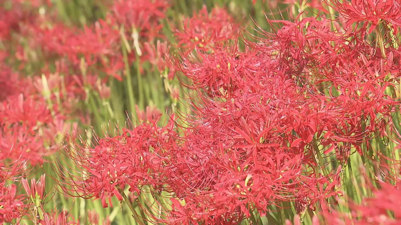 ヒガンバナが見頃　宮城・石巻市の名所　長谷寺
