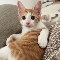 ベルちゃんもテンちゃんも男の子なので、女の子は初めて。