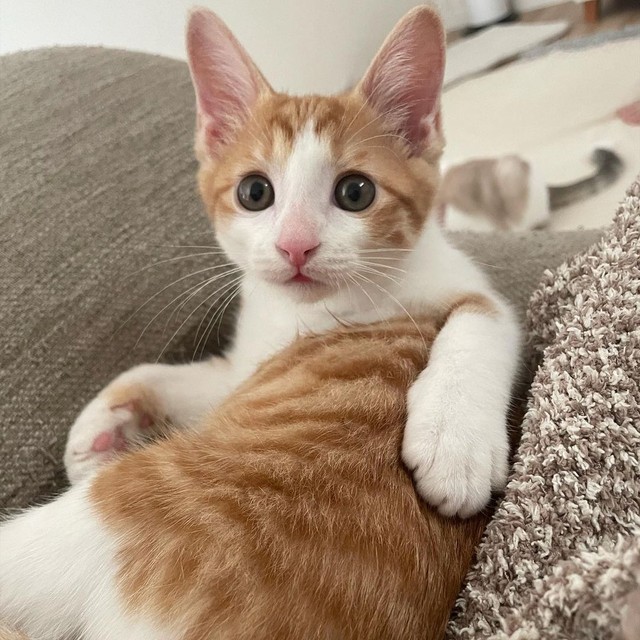 ベルちゃんもテンちゃんも男の子なので、女の子は初めて。