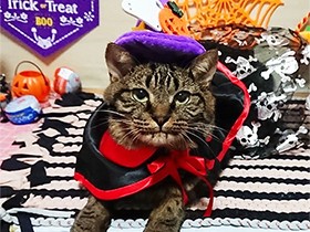 今年のハロウィンは魔法使いに変身したよ！　キジMIX「りん」