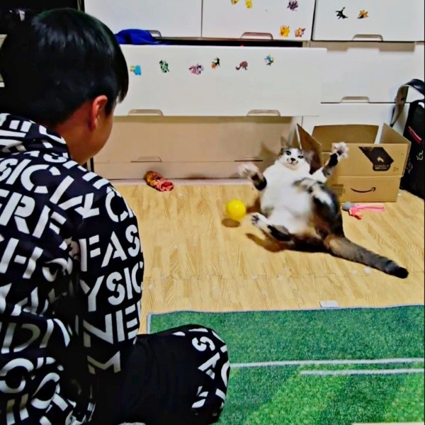 投げられたボールにあたふたするたいちょうくん（画像提供：井上 えりさん）