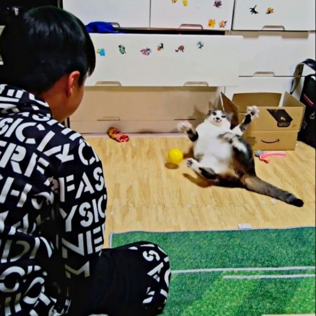 投げられたボールにあたふたするたいちょうくん（画像提供：井上 えりさん）