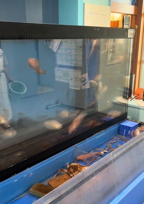 上は深海魚がいる水槽、下には毛蟹がいます（提供：入善町）