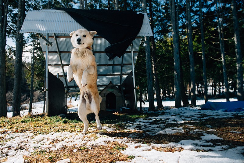 「ミッキー」は2012年に出会った頃から、変わらぬ大歓迎のポーズ（2018年1月1日撮影）