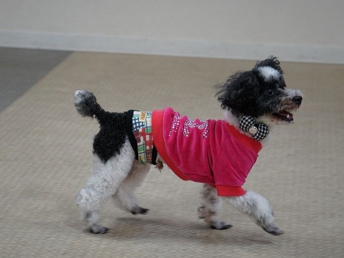 心臓は落ち着いている。でも歯が悪くてママに抜いてもらった「パパは歯科医だけど僕に嫌われのるが嫌でママに任せたんだよ」