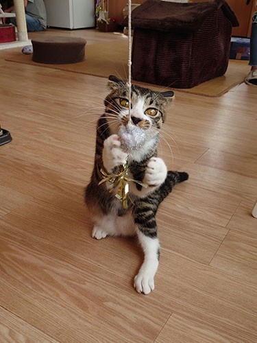 初めてねこかつに会いにいったときの１枚（さわこさん提供）