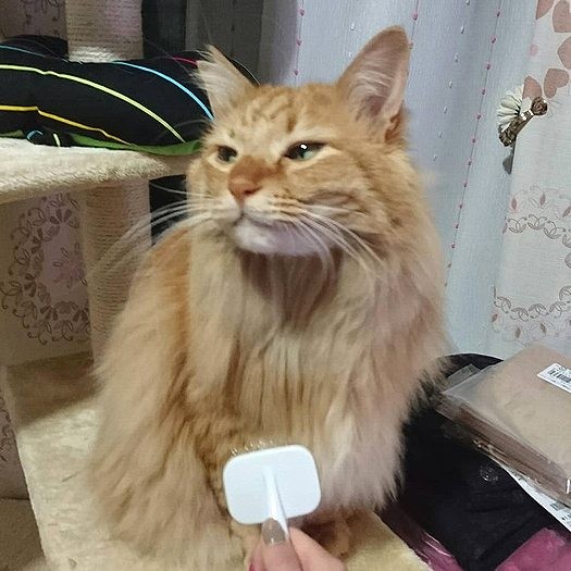 ブラッシング、気持ちいいにゃ