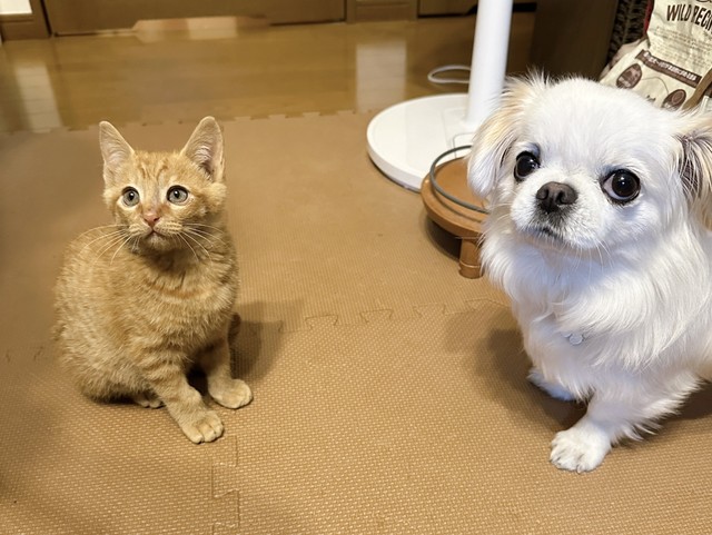 先住犬のぷりんちゃんとは程よい距離感