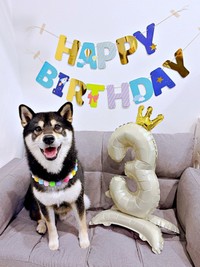 2026年7月8日、3歳の誕生日を迎えたもち吉くん（画像提供：黒柴もち吉さん）